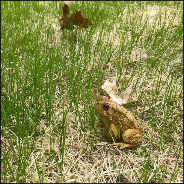 american toad