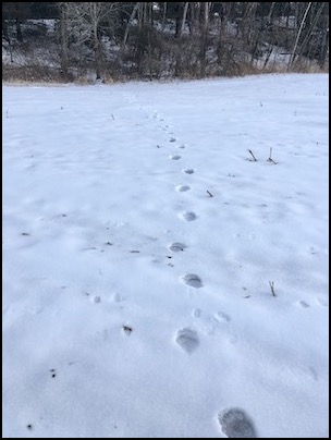 bearprints