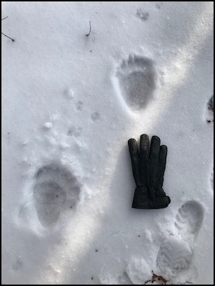 bearprints