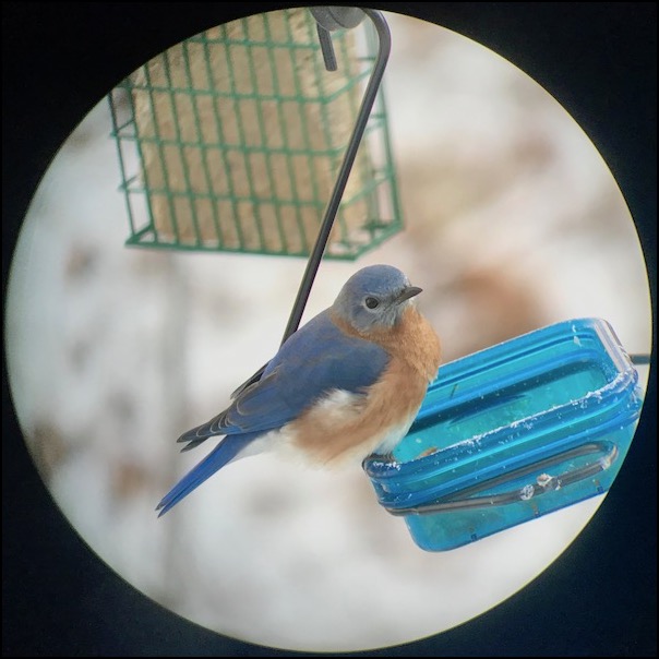 bluebird