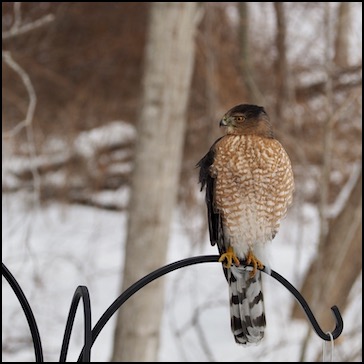 coopershawk2_thumb