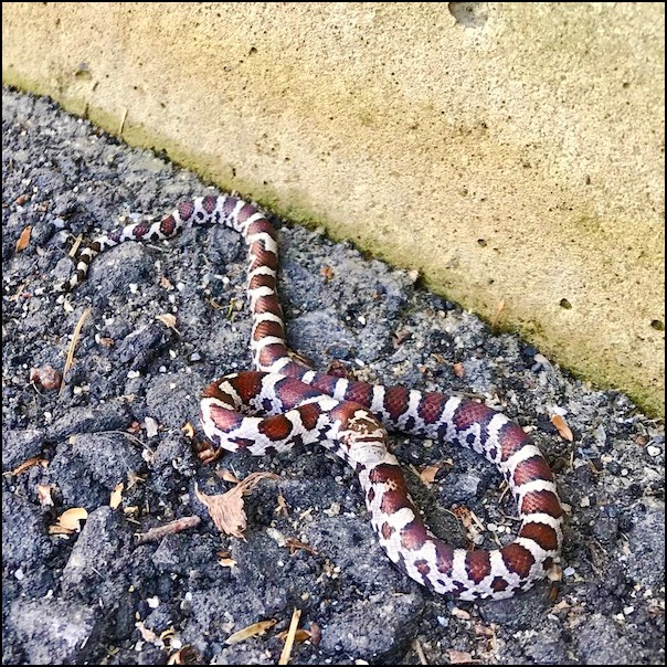 milksnake copy