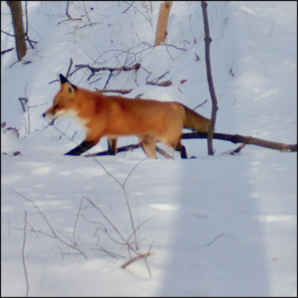 redfox