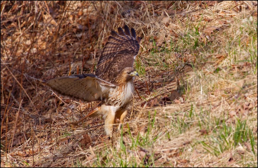 redtail1-1