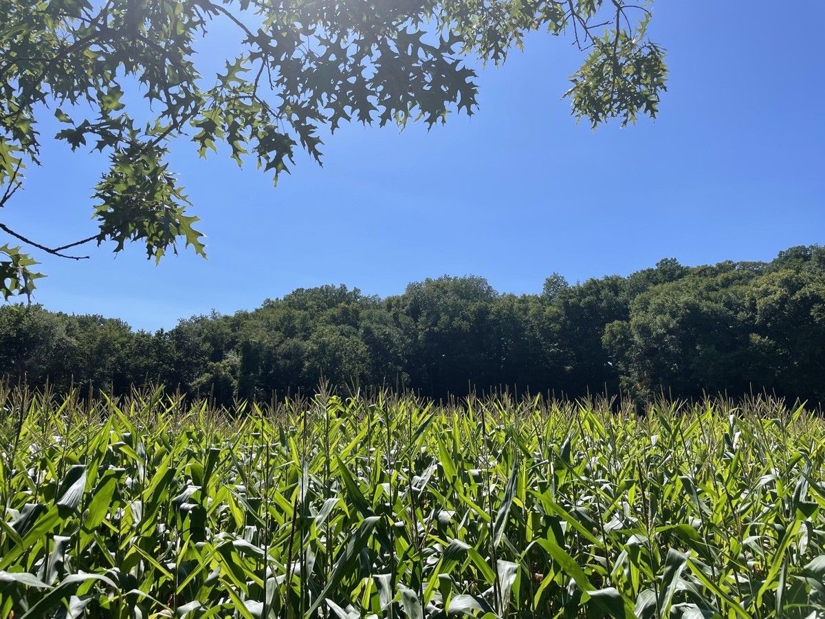 Corn, trees, sky & oak leaves