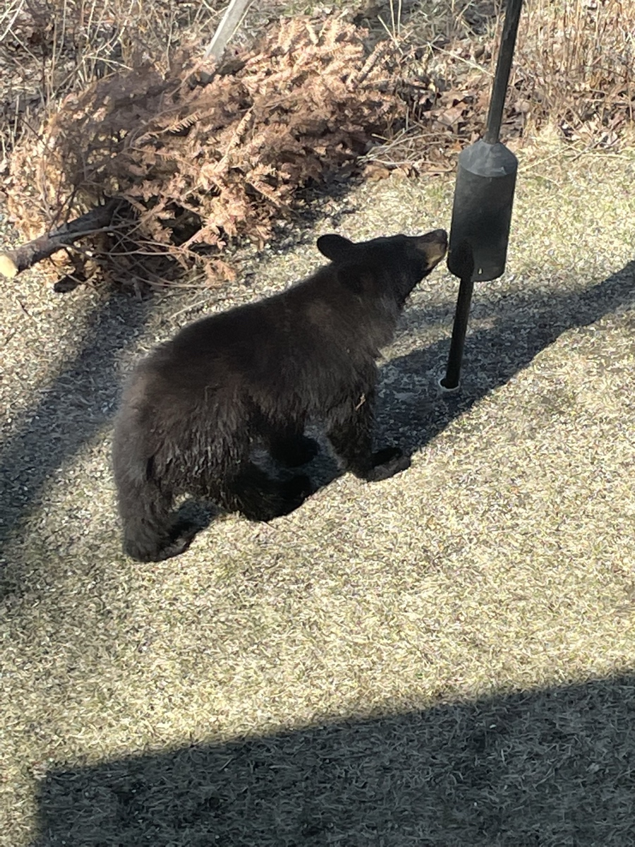 Does a Bear sniff in the woods?