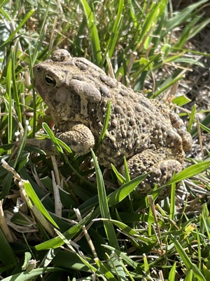 American toad with attitude
