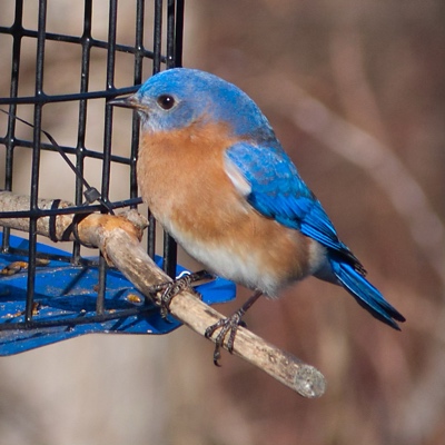 Blue beauty