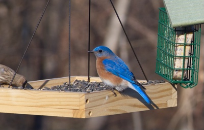 Bluebird chow down