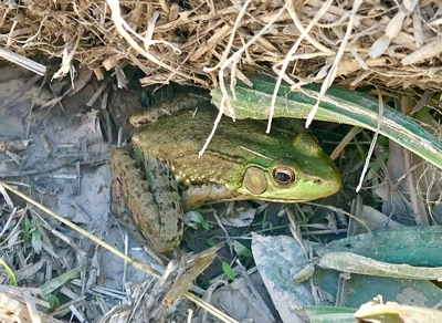 Green Frog undercover
