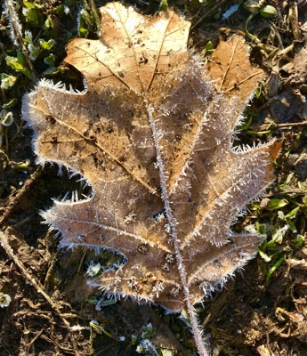 Hoar Frost crystals