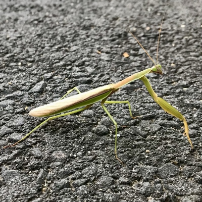 Chinese Mantis looking at you