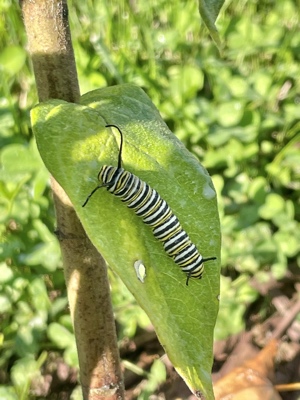 Monarch Cat