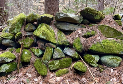 Stony moss. Mossy stone