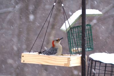 Country-redneck woodpecker