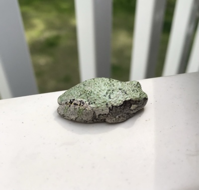 Tree Frog Siesta