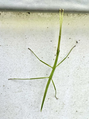 Stick Bug!