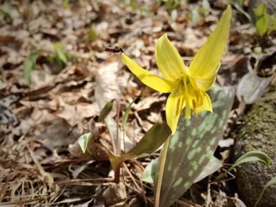 Trout Lily (did you see the Bee?)