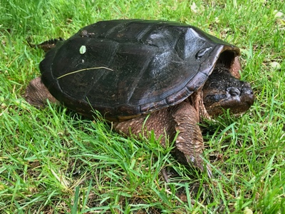 Snapper!