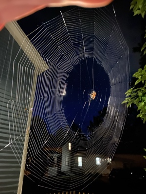 Web of Death